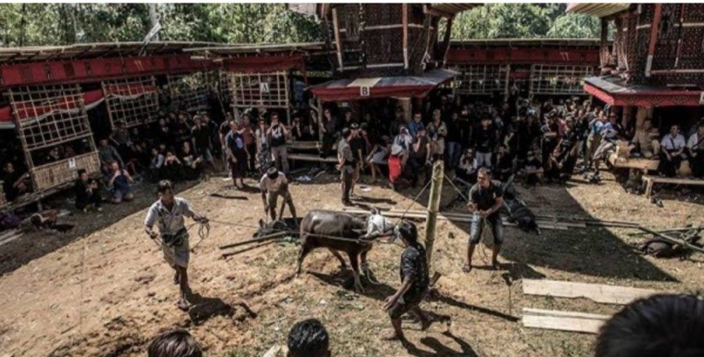 Begini Tradisi Pemakaman Unik di Tana Toraja Sulawesi Selatan