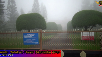 Gemulai Kelambu Awan Mataloko Flores