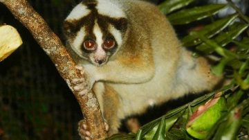 Save Kukang Jawa
