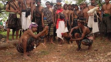 RITUAL ADAT TALI MANU DAB”BA DI KABUPATEN SABU RAIJUA, NTT
