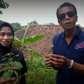 Ternyata Tanaman Akar Kucing Berkahasiat Untuk Kesahatan