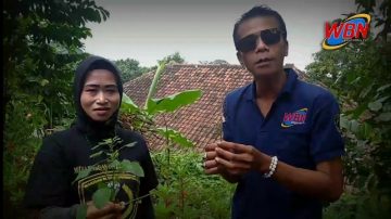 Ternyata Tanaman Akar Kucing Berkahasiat Untuk Kesahatan