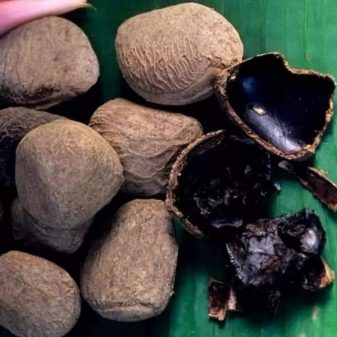 Ragam Kuliner Khas Nusantara Berbahan dasar Kluwek/Pucung