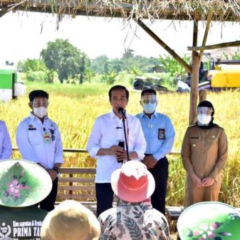Jokowi Kunjungi Panen Raya Di Indramayu Dan Bertemu Kartini Modern