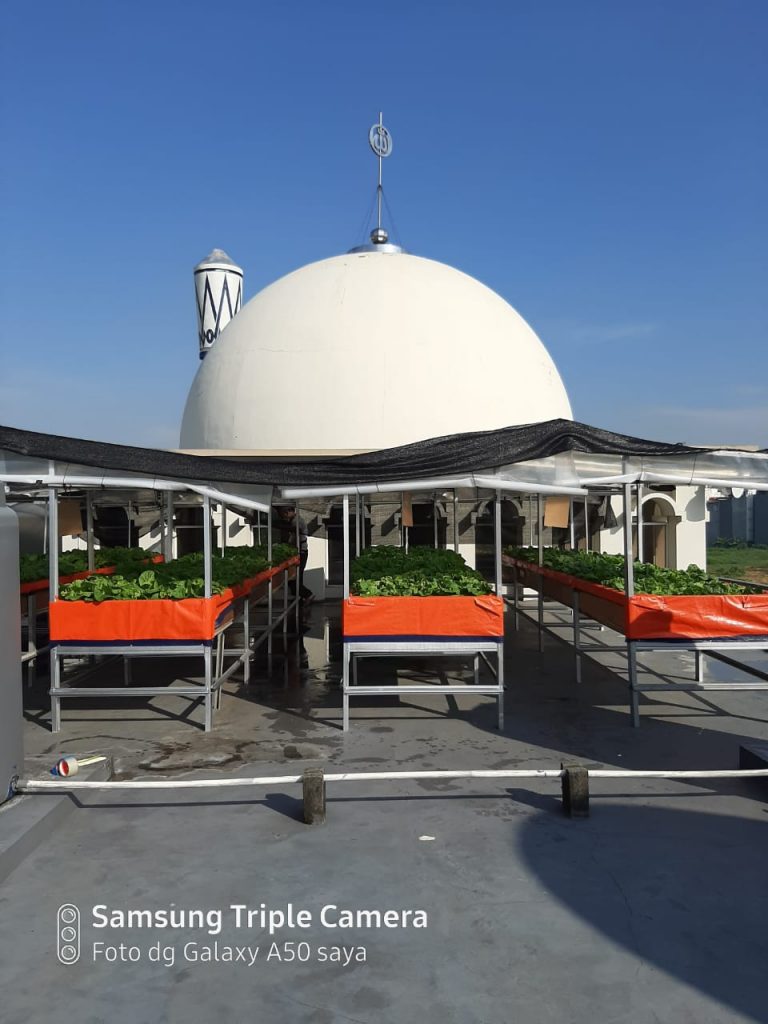 Dari Atap Masjid Attaqwa Sunter Muara, DKM Panen 120 Kilogram Pakcoy