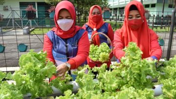 Persit KCK Koorcab Rem 071 Panen Sayur Hidroponik Dukung Ketahanan Pangan di Masa Pandemi