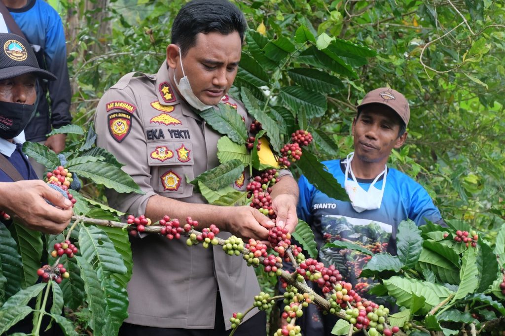 Panen Raya Kopi, Pengalaman Pertama Kapolres Lumajang Memetik Kopi
