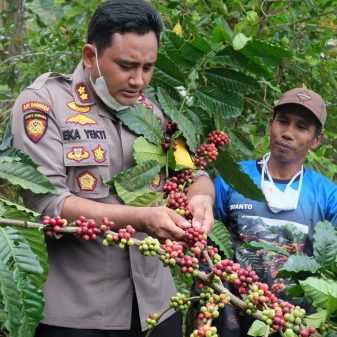 Panen Raya Kopi, Pengalaman Pertama Kapolres Lumajang Memetik Kopi