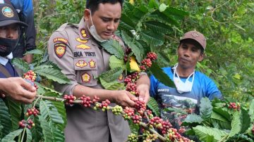 Panen Raya Kopi, Pengalaman Pertama Kapolres Lumajang Memetik Kopi