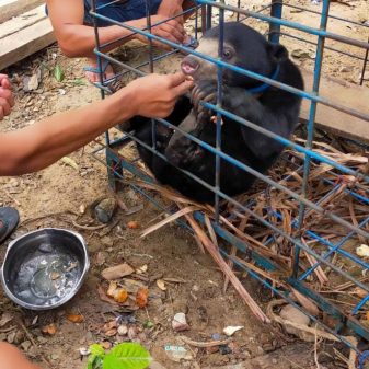 Pengeceka Penemuan Satwa Seekor Anak Beruang Madu di Kab.Kuansiang