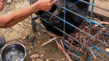 Pengeceka Penemuan Satwa Seekor Anak Beruang Madu di Kab.Kuansiang