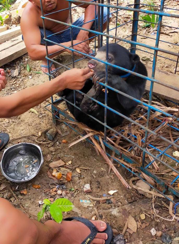 Pengeceka Penemuan Satwa Seekor Anak Beruang Madu di Kab.Kuansiang