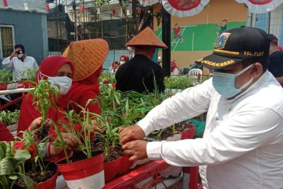 Panen Aneka Sayuran Virtual di Kebun Binaan PKK Pluit