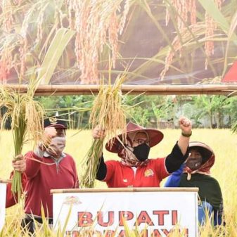 Bupati Indramayu Hadiri Panen Raya Padi Cisantana