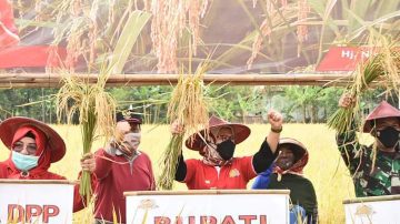 Bupati Indramayu Hadiri Panen Raya Padi Cisantana