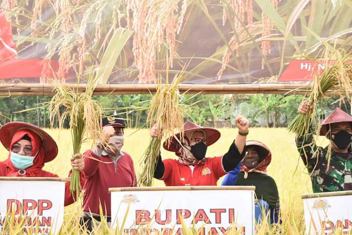 Bupati Indramayu Hadiri Panen Raya Padi Cisantana