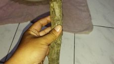 Misteri Kayu Kaboa Sancang