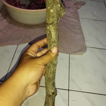 Misteri Kayu Kaboa Sancang