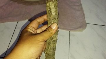 Misteri Kayu Kaboa Sancang