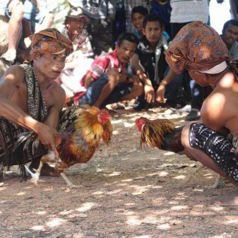 Sekilas Tentang Upacara Adat Hole di Sabu Raijua