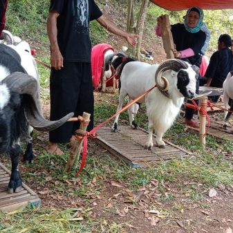 Paguron Gadjah Putih Tandang Makalangan Gelar Seni Budaya Kontes Ketangkasan Domba