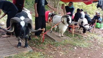 Paguron Gadjah Putih Tandang Makalangan Gelar Seni Budaya Kontes Ketangkasan Domba