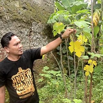 Rumah Teater Sawo Kecik Tanam Pohon Saeh Guna Pembuatan Kertas Daluang