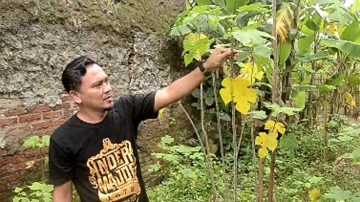 Rumah Teater Sawo Kecik Tanam Pohon Saeh Guna Pembuatan Kertas Daluang