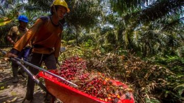 Cabut Larangan Ekspor, Petani Sawit Indonesia Terima Kasih Presiden Jokowi