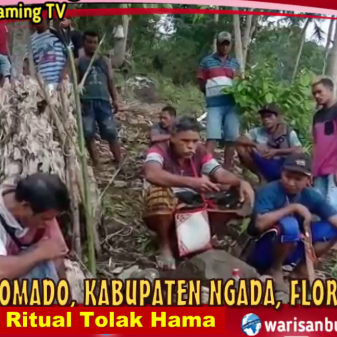 Suku Sabekodomado Ngada Hidupkan Ritual Bato, Tolak Hama