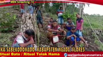 Suku Sabekodomado Ngada Hidupkan Ritual Bato, Tolak Hama