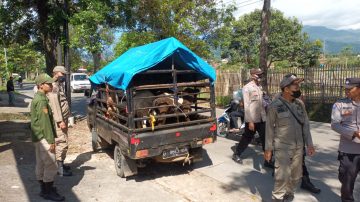 Antisipasi PMK, Satpol PP Kab.Bandung Laksanakan Pengawas Hewan Kurban