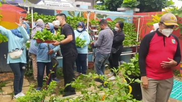 Babinsa 06 CP Ikuti Panen Tanaman Hidroponik