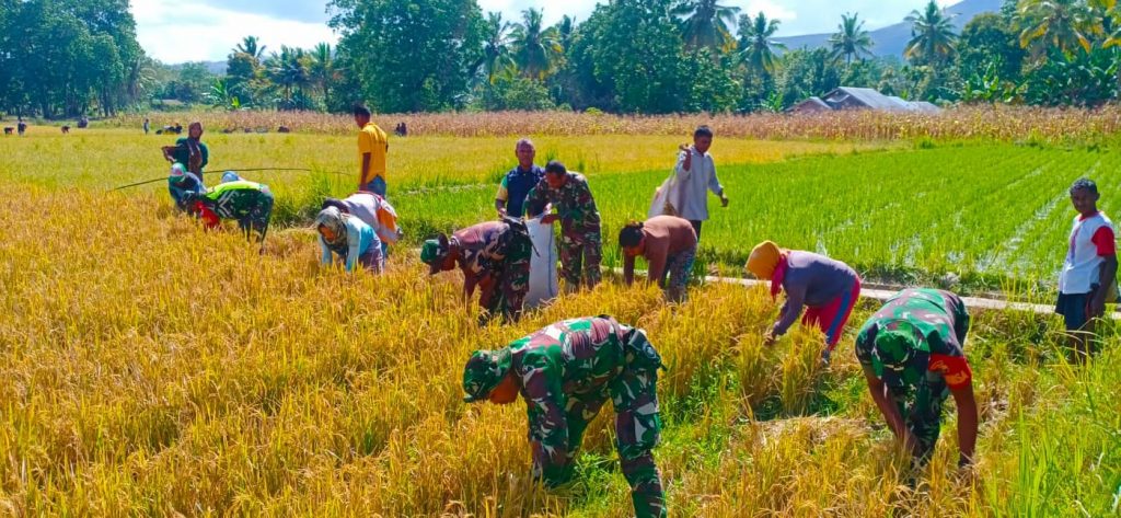 Koramil 1625-04 Boawae Flores Dampingi Panen Padi Perdana
