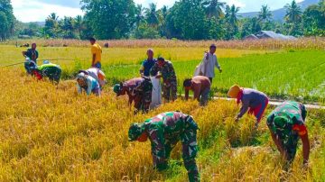 Koramil 1625-04 Boawae Flores Dampingi Panen Padi Perdana