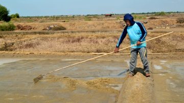 Harga Garam Melambung, Simon Petani Garam Warga Ranjeng Losarang Tersenyum