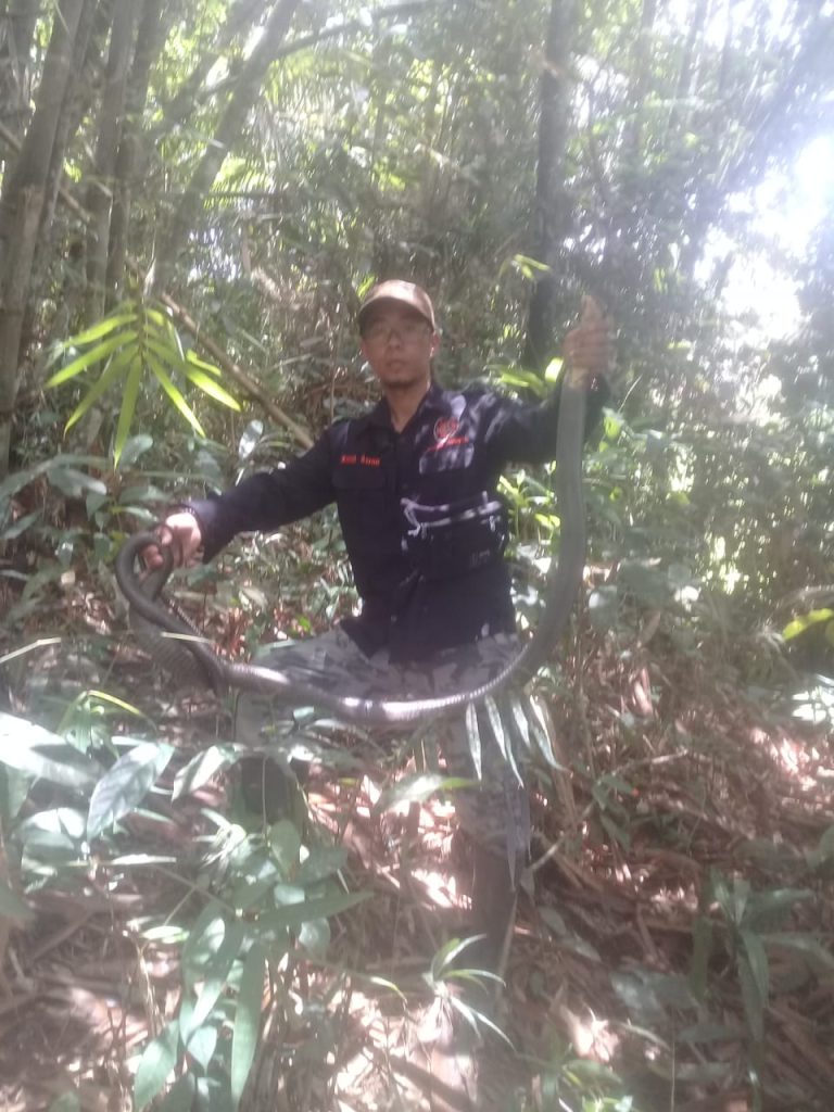 Animal Rescue Karangnunggal, Evakuasi Ular yang Masuk Pemukiman Warga