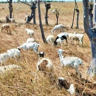 Surga Kuliner Daging Domba Nagekeo Di Ujung Tanduk