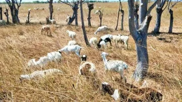 Surga Kuliner Daging Domba Nagekeo Di Ujung Tanduk