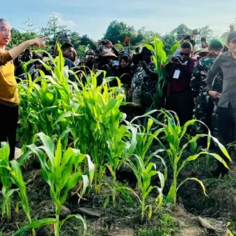 Di Tanah Papua Presiden Jokowi Tanam Jagung Dukung Petani Ciptakan Lumbung Jagung