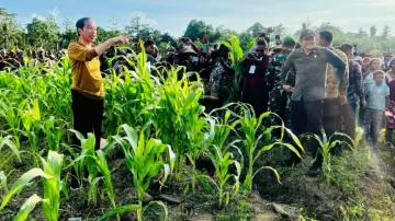 Di Tanah Papua Presiden Jokowi Tanam Jagung Dukung Petani Ciptakan Lumbung Jagung