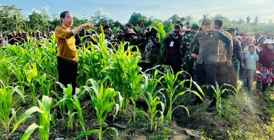 Di Tanah Papua Presiden Jokowi Tanam Jagung Dukung Petani Ciptakan Lumbung Jagung