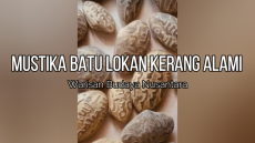 Mustika Batu Lokan Kerang Alami