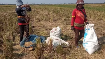 Kisah Nenek Kasih Mencoba Bertahan Hidup dengan Mengais Gabah di Sawah