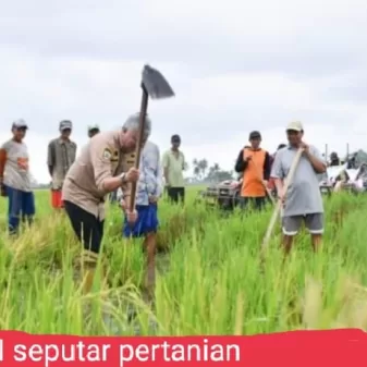 Bupati Pinrang Mappalili Di Cappakala, Optimis Hasil Pertanian Musim Tanam Ini Akan Meningkat 