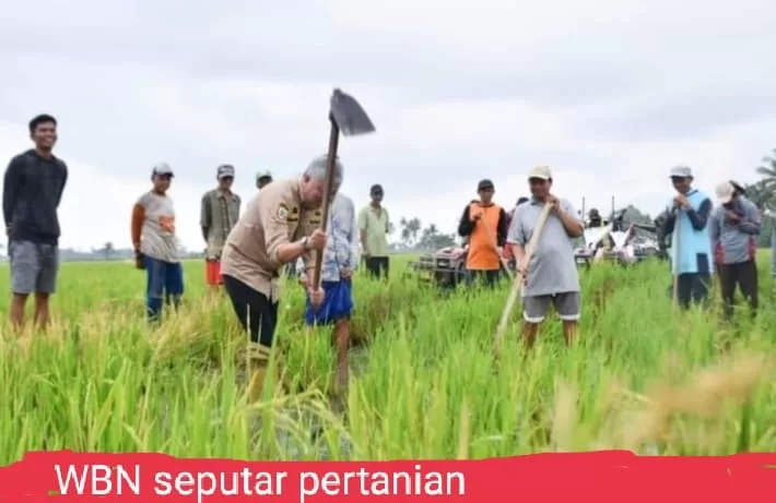 Bupati Pinrang Mappalili Di Cappakala, Optimis Hasil Pertanian Musim Tanam Ini Akan Meningkat