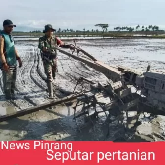 Dukung Ketahanan Pangan, Babinsa Koramil-04/Paleteang Kodim 1404/Pinrang Bantu Petani Garap Lahan Sawah
