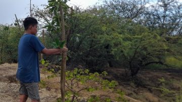 Ecologi Rai Hawu Gandeng Warga Desa Ballu  Tanam Ratusan Pohon Di Pulau Raijua 