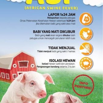 Wabah Mematikan ASF Kembali Mengancam Ternak Babi, Dinas Peternakan Nagekeo Umumkan Peringatan
