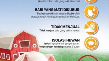 Wabah Mematikan ASF Kembali Mengancam Ternak Babi, Dinas Peternakan Nagekeo Umumkan Peringatan